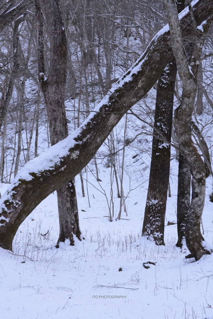 雪に覆われた森林の中で、曲がった木と細い木々が並んでいる風景