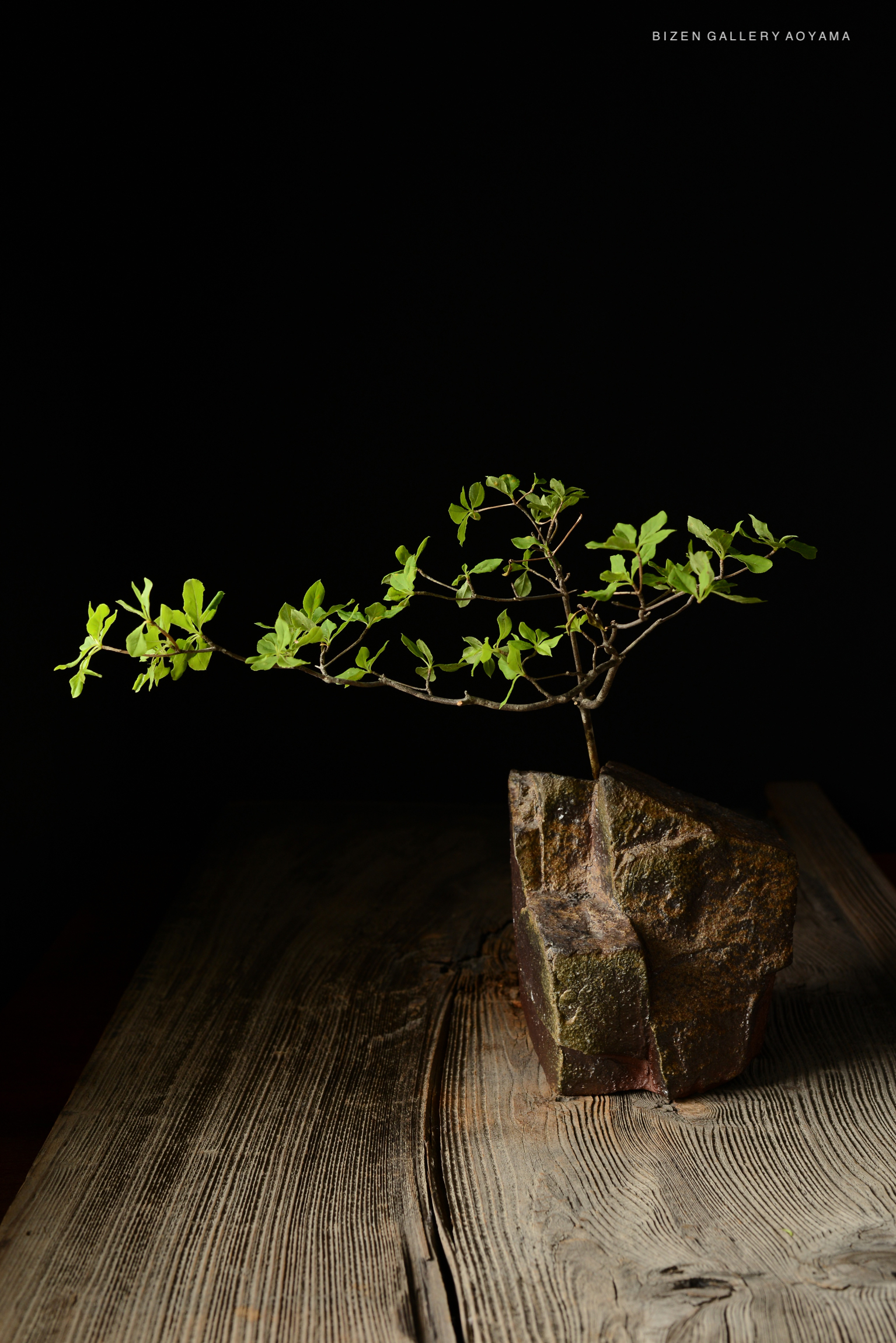 A small green plant with delicate leaves is displayed in a rustic stone pot on a wooden table, with a dark background.