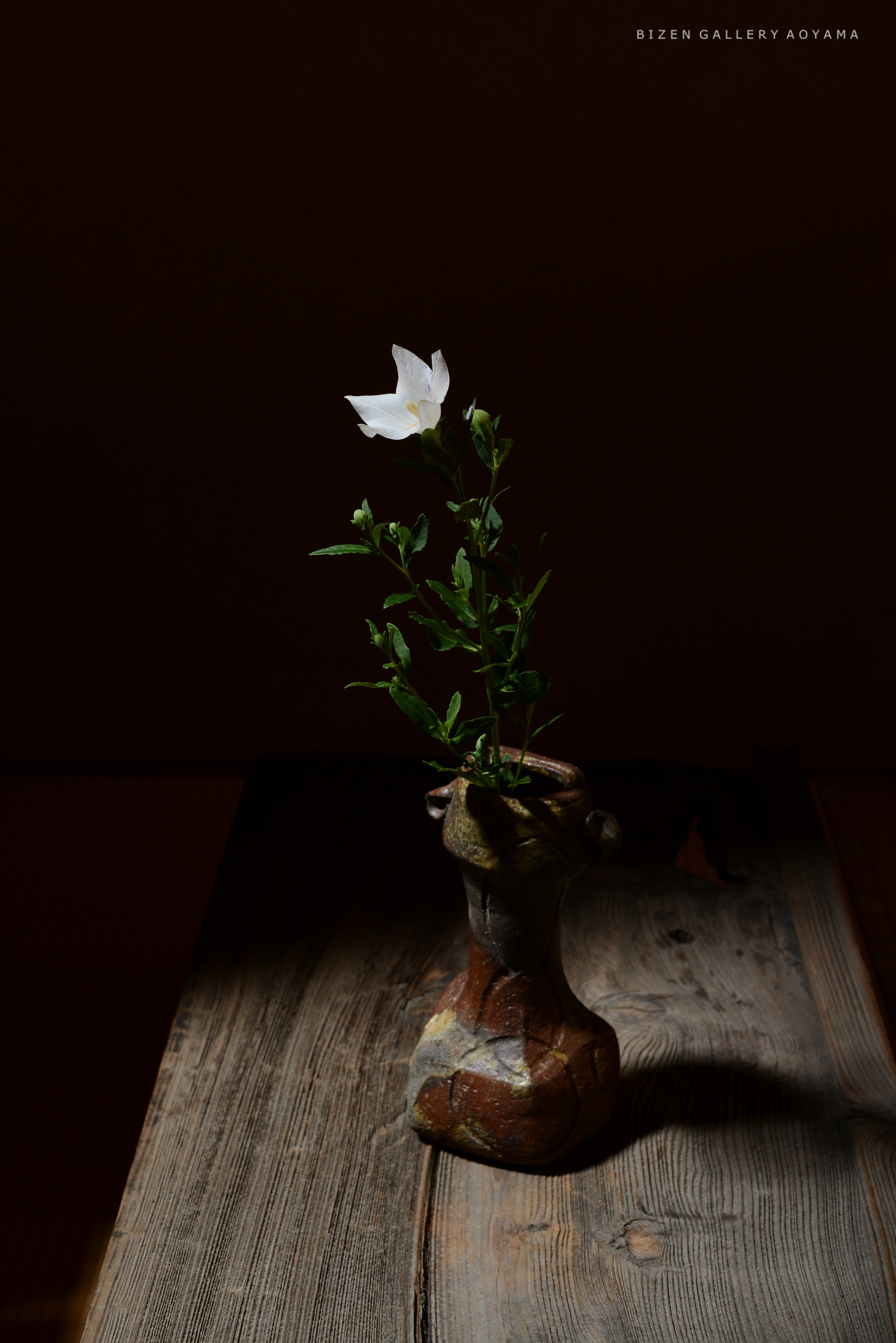 陶器の花瓶に生けられた白い花と緑の葉が、暗い背景の中で目立つ静かなシーン