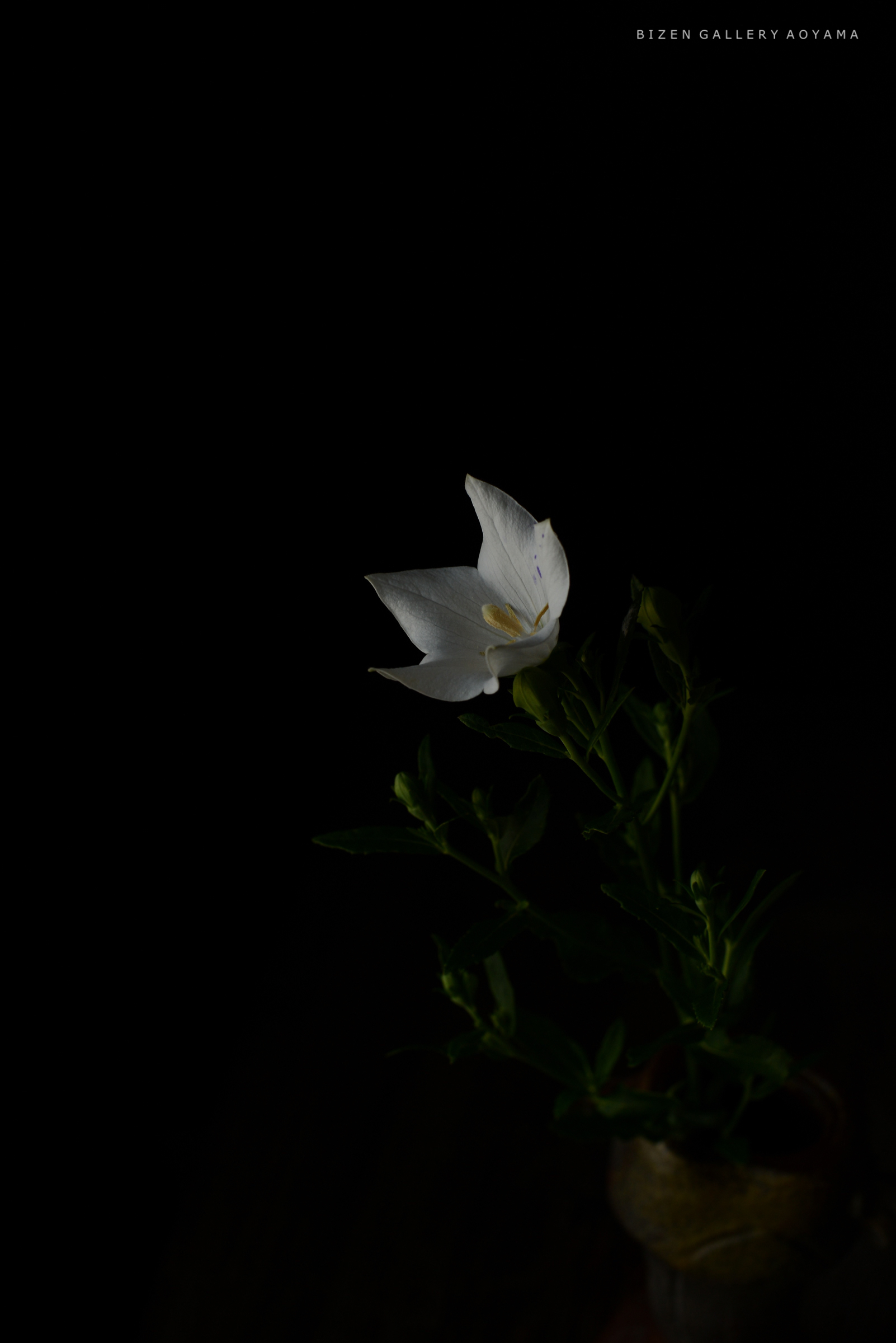 暗い背景に浮かぶ白い花とその茎が映った画像