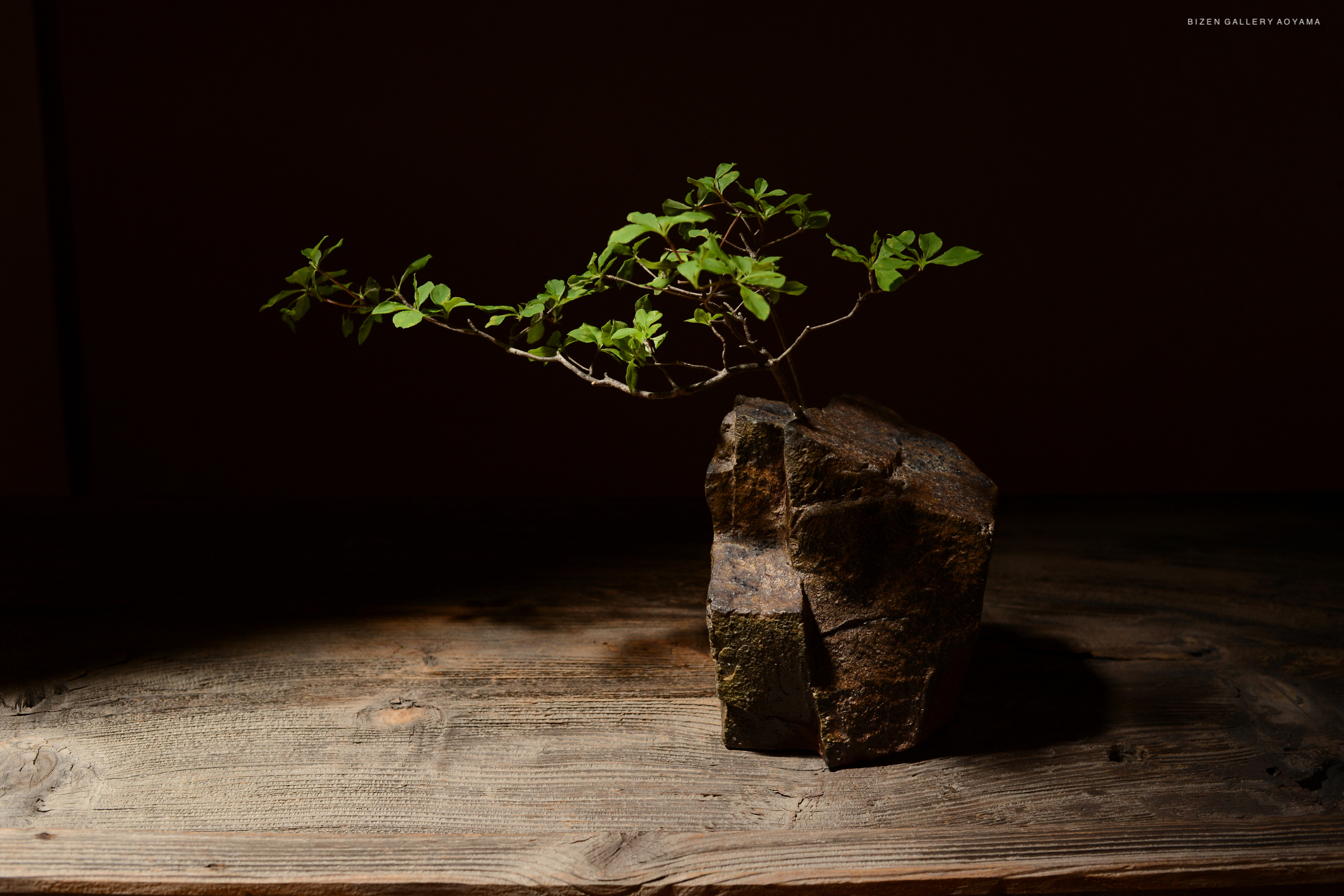A small bonsai tree with green leaves is growing from a rough, textured stone, placed on a wooden surface with a dark background.