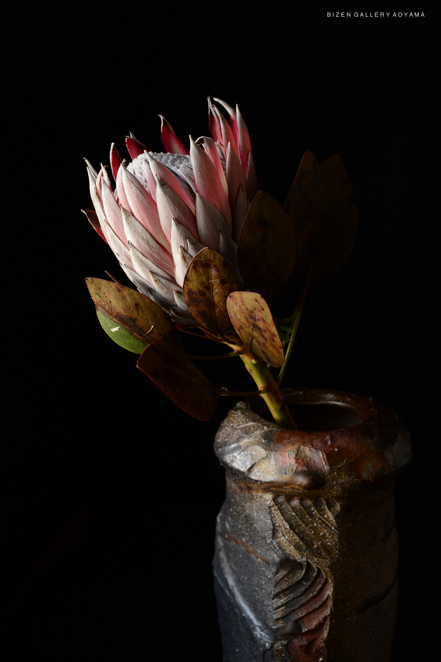 A beautifully crafted ceramic vase holds a striking protea flower with pink and white petals, surrounded by leaves. The vase features textured details and a dark background.
