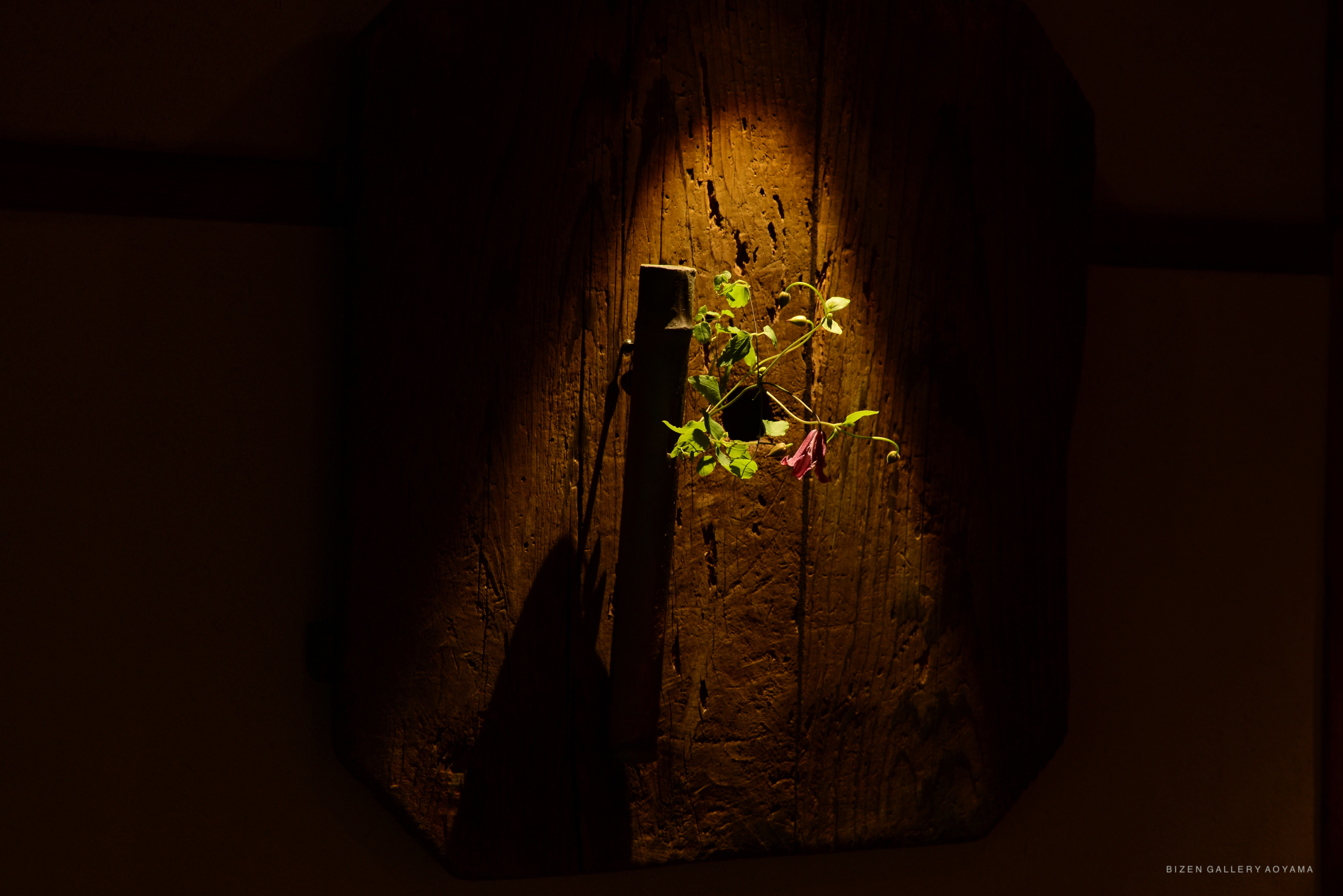 A small plant with pink flowers is illuminated against a rustic wooden background, casting soft shadows.
