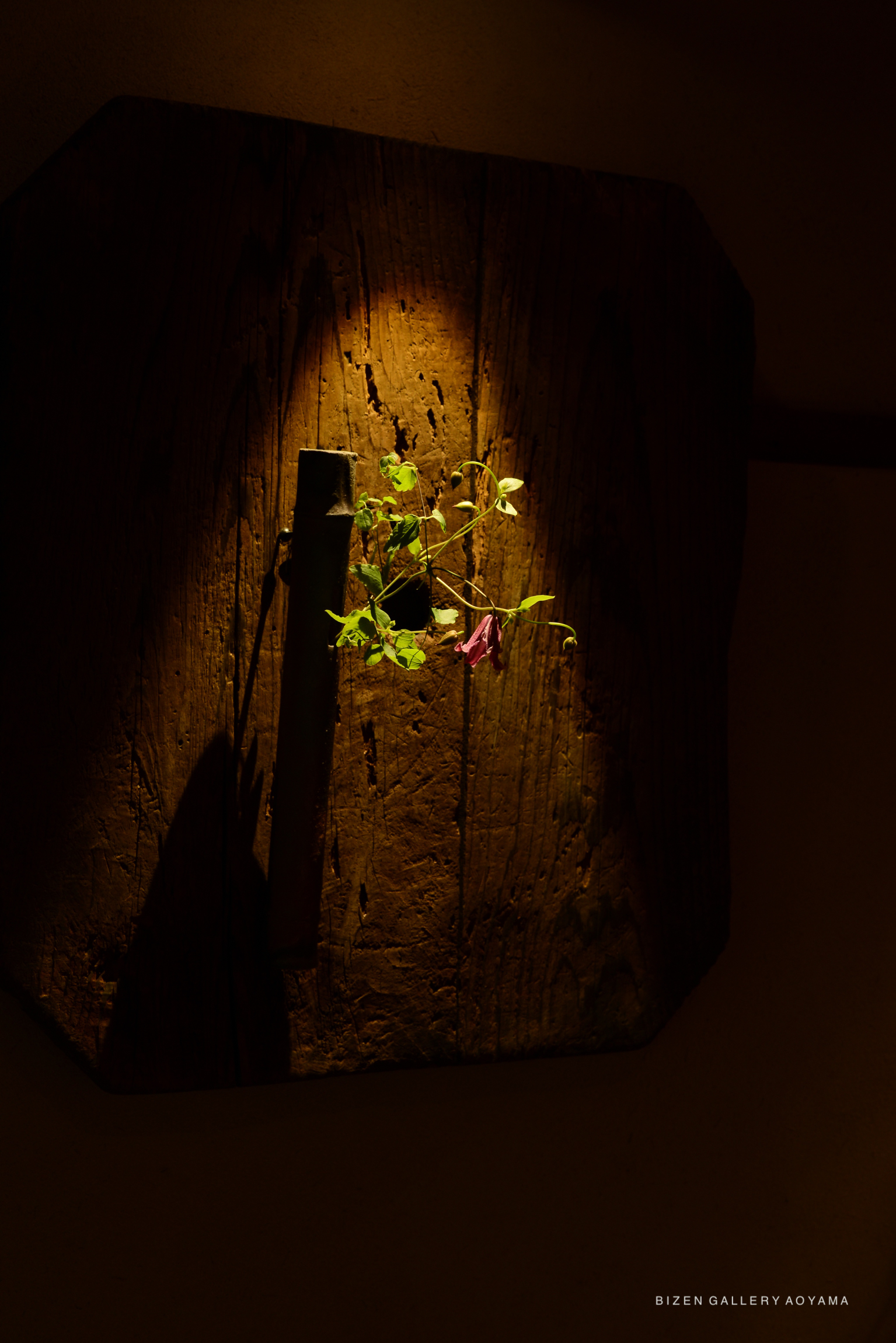 A small plant with green leaves and a single pink flower is displayed on a wooden panel illuminated by soft lighting.