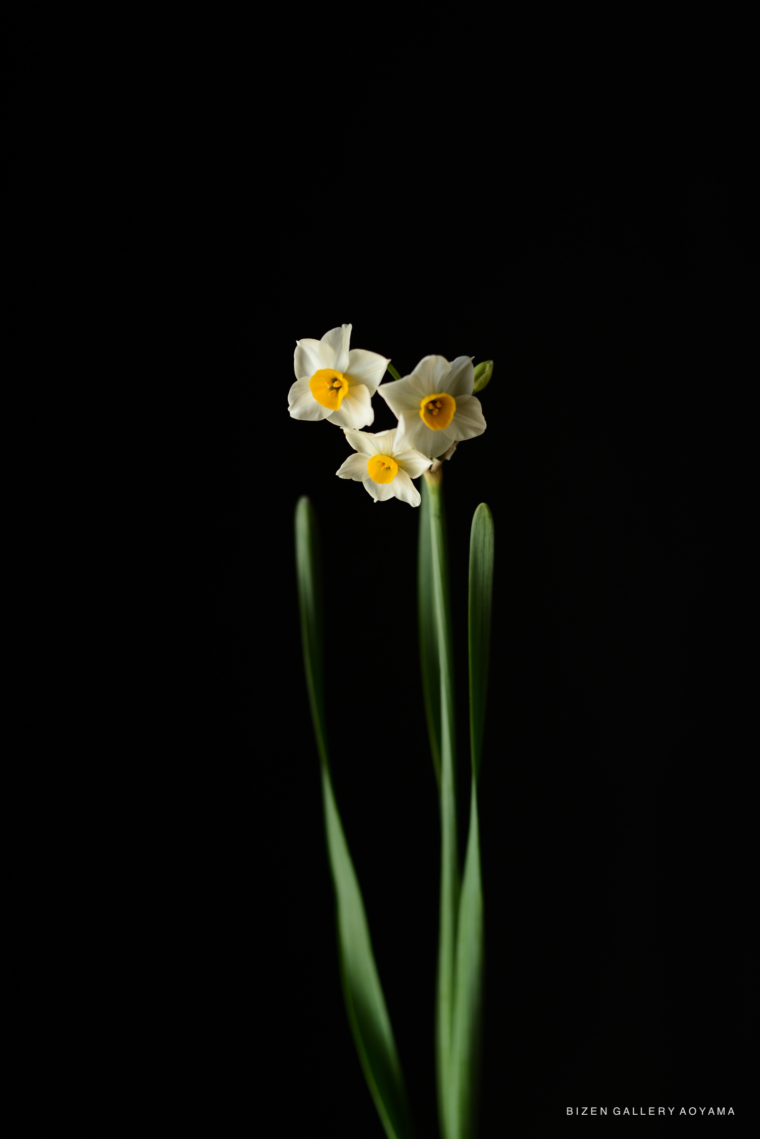 A close-up of delicate white flowers with yellow centers against a black background.