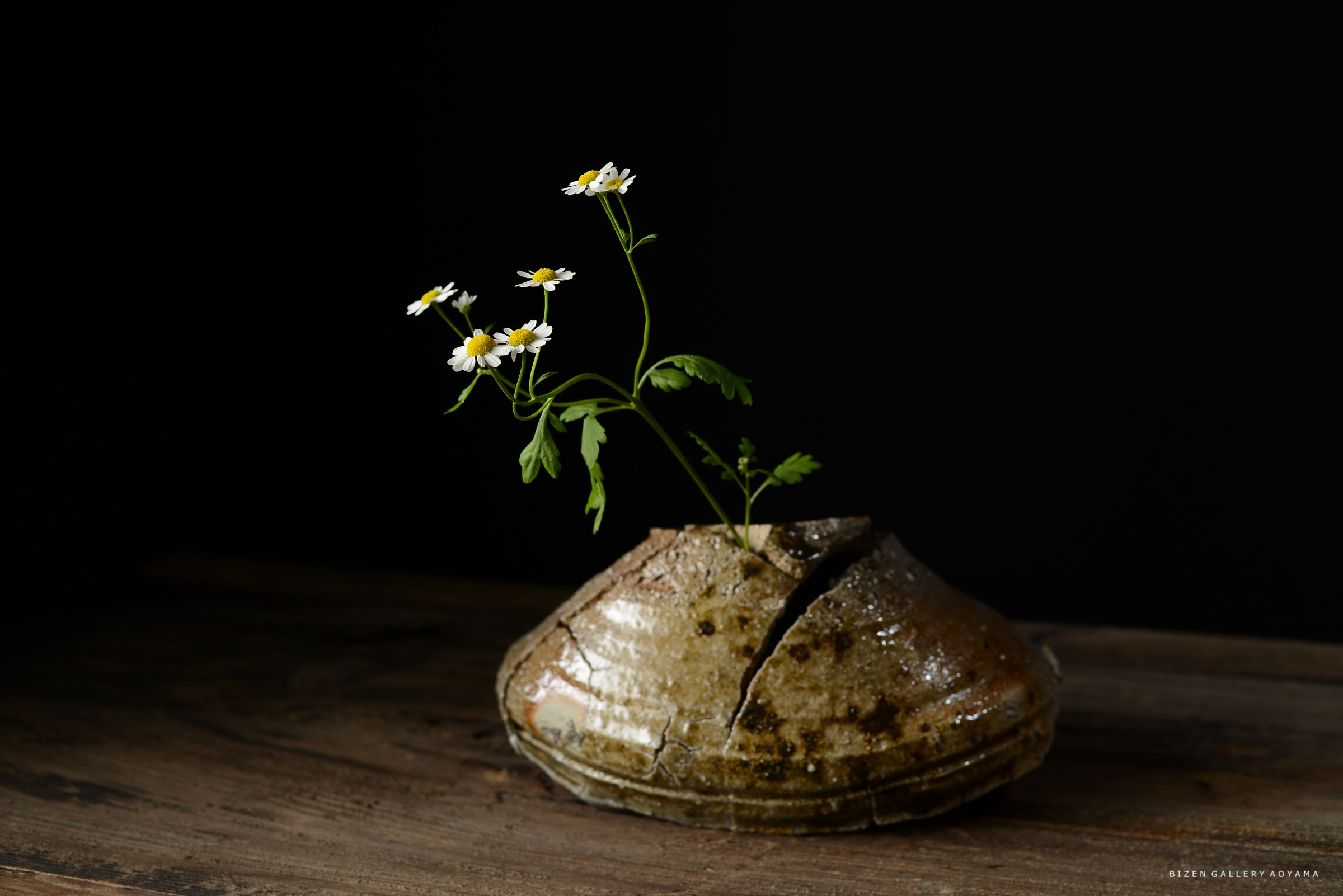 黒い背景に置かれた割れた陶器から生けられた白い花