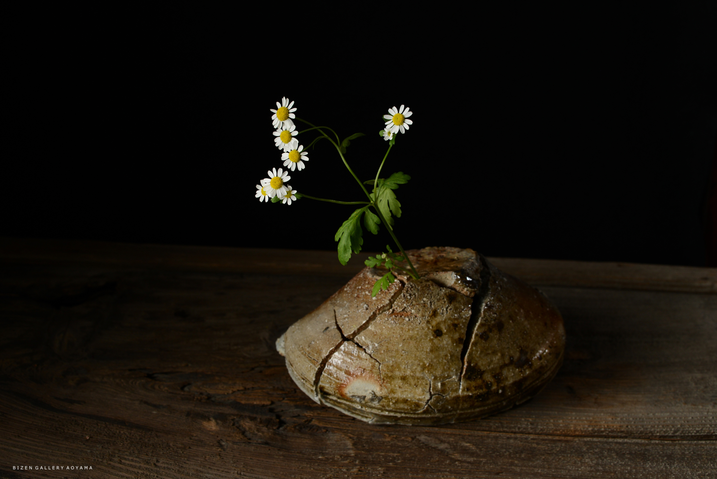 割れた陶器の花瓶から摘まれた白い花が咲いている様子